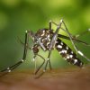 Morelos Reporta Los Unicos Casos De Zika En México