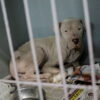 Activistas en Cuernavaca exigen aprobación de la reforma que aumentará las sanciones por maltrato animal