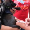 Jornada de vacunación antirrábica y esterilización canina y felina - Emiliano Zapata - Morelos