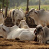 Dirigente ganadero exigió a las autoridades dar con los responsables de alimentar a los bovinos con clembuterol porque esto es un peligro para los ciudadanos
