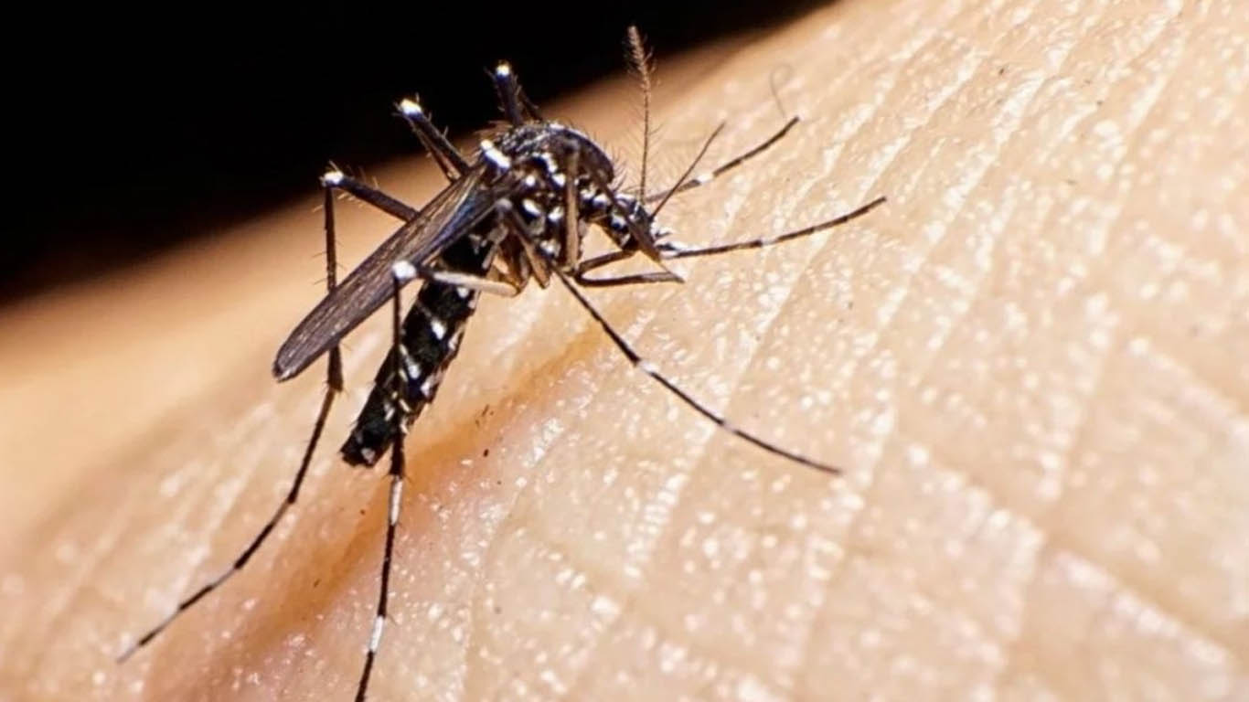Dengue Zika y Chikungunya Invita La SSM A Mantener Medidas Preventivas Contra El Dengue, Zika Y Chikungunya En Morelos Durante Semana Santa