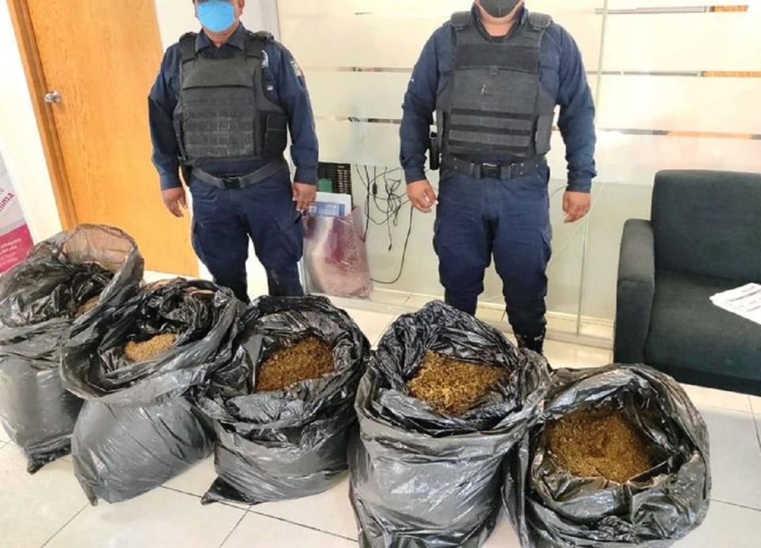 Asegura la Policía Morelos aproximadamente 150 kilogramos de marihuana en Temixco