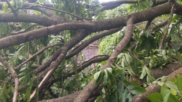Deja lluvias en Morelos al menos 36 árboles colapsados en más de 10 municipios 