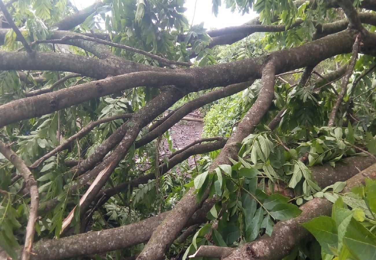 Deja lluvias en Morelos al menos 36 árboles colapsados en más de 10 municipios 