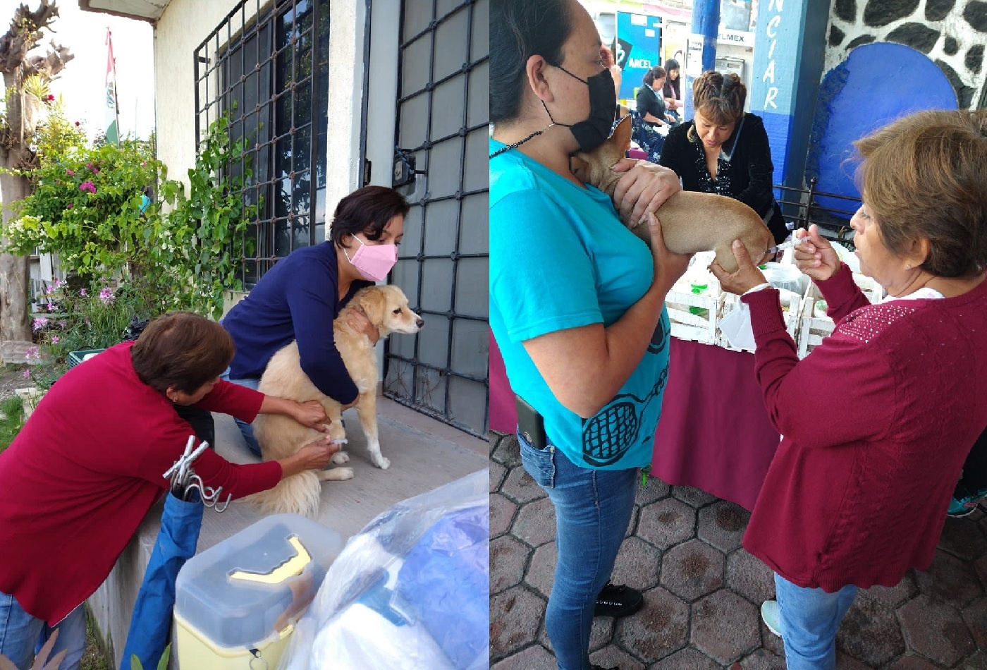 Realizarán Jornada Nacional de Vacunación Antirrábica Canina y Felina en Jiutepec, del lunes 26 al viernes 30 de septiembre 