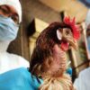 Exhorta la Sedagro a extremar medidas de bioseguridad ante la presencia del virus de influenza aviar subtipo H5N1 en México