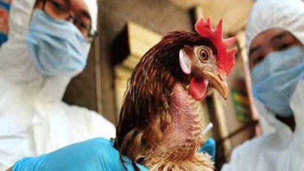Exhorta la Sedagro a extremar medidas de bioseguridad ante la presencia del virus de influenza aviar subtipo H5N1 en México